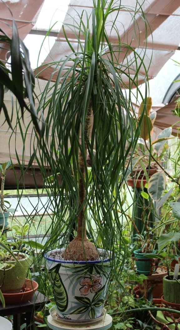 Favorite houseplants include ponytail palms