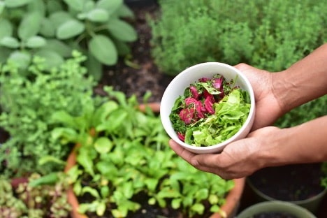 hands hold a bowl of salad greens in a victory garden 2.0