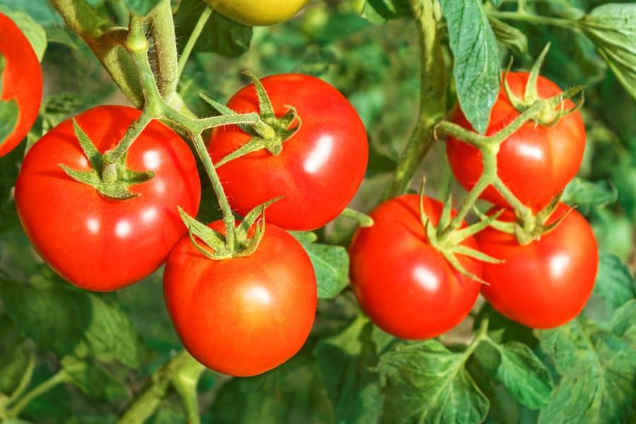 ripe red tomatoes growing on a tomato plant