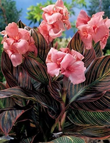 Canna Pink Sunburst is an awesome flowering plant.