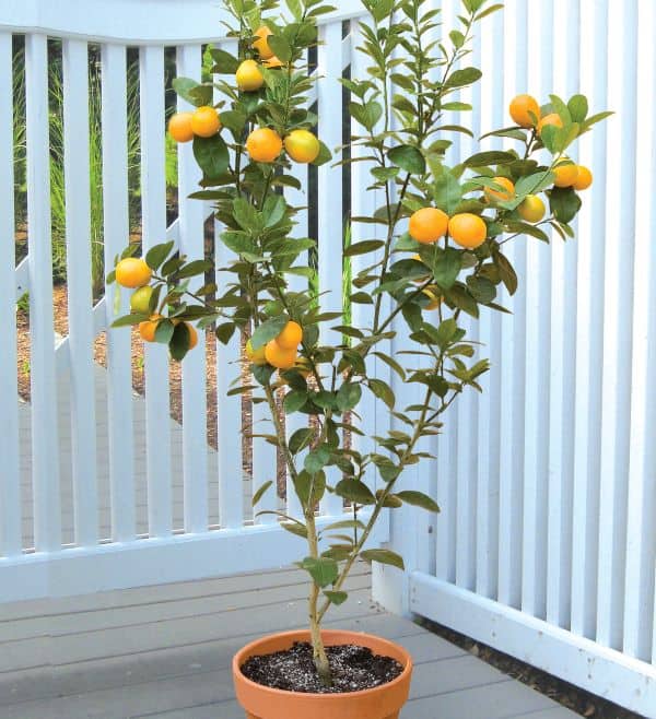 Grow tropical fruits in containers like this Changshou kumquat in a pot