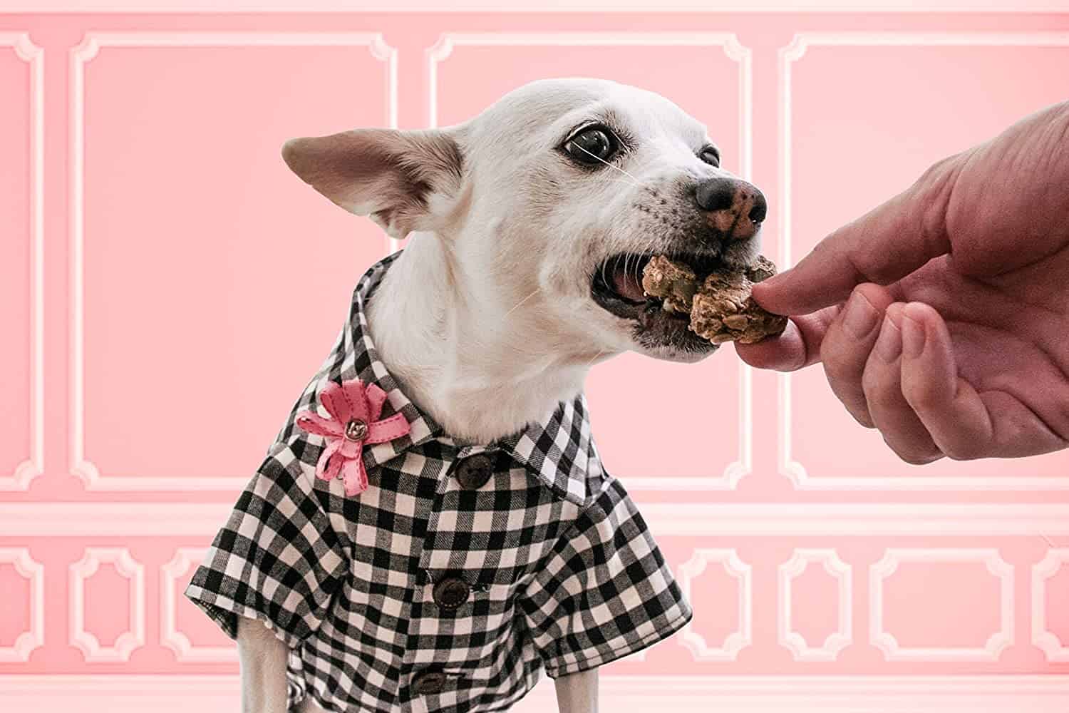 chihuahua dog eating a dog treat