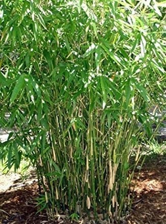 clumping bamboo is a a great cold hardy tropical plant