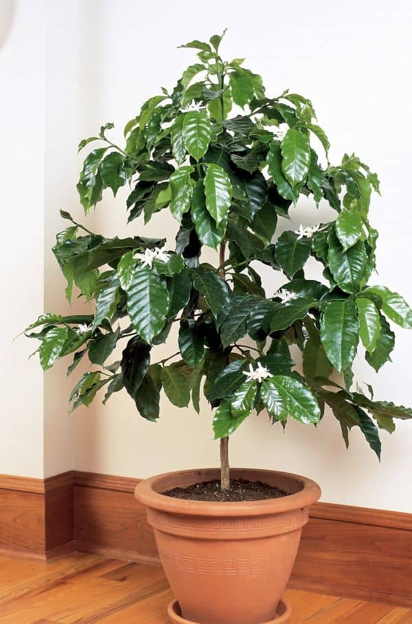 Grow your own coffee beans with a Coffea arabica tree in a container