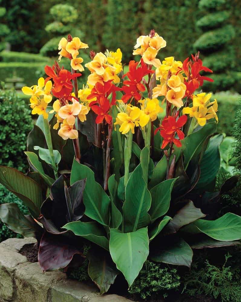 Mixed canna lilies in a garden setting
