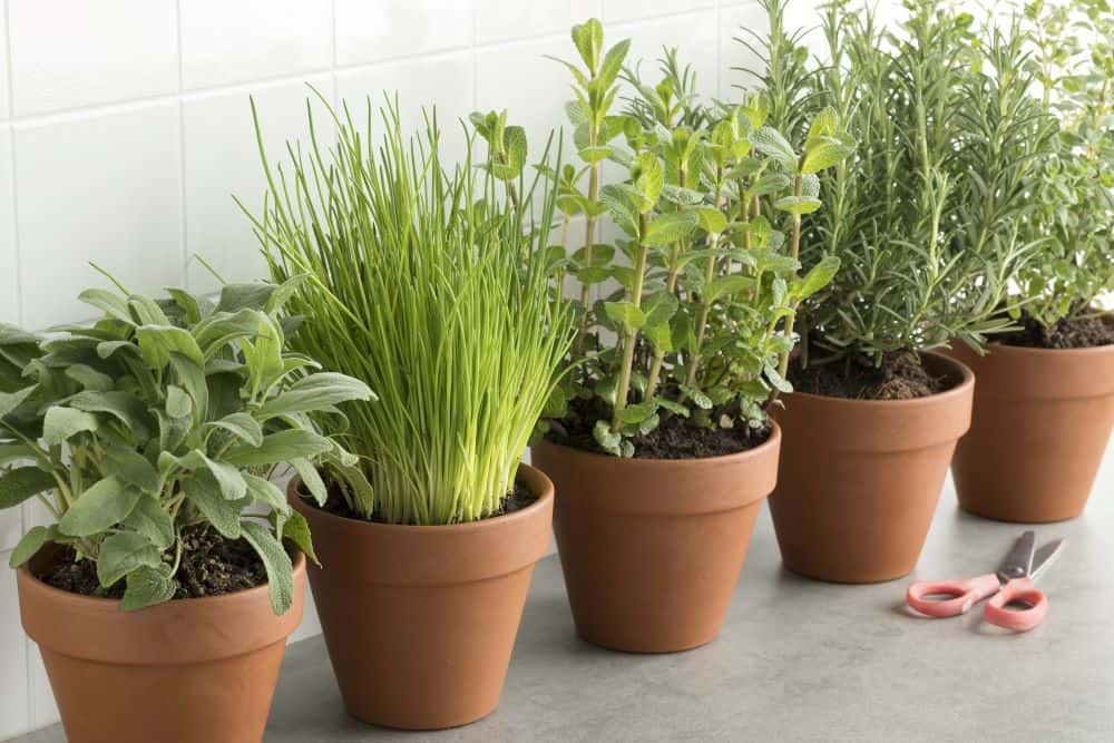 a variety of herb plants growing in terracotta pots