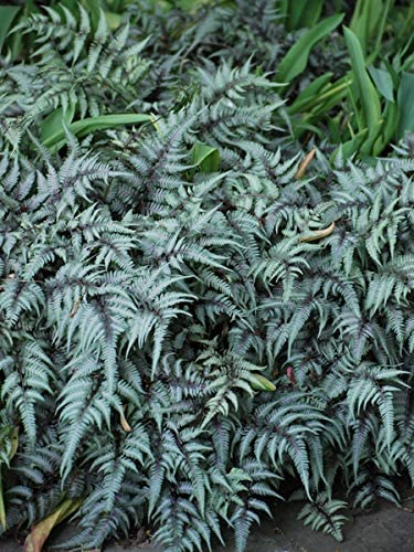Japanese Painted Fern looks tropical but it is very cold hardy