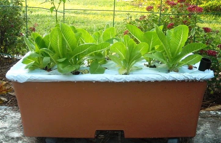 growing lettuce in container gardening for beginners