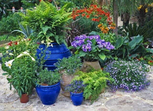 plants growing in colorful pots