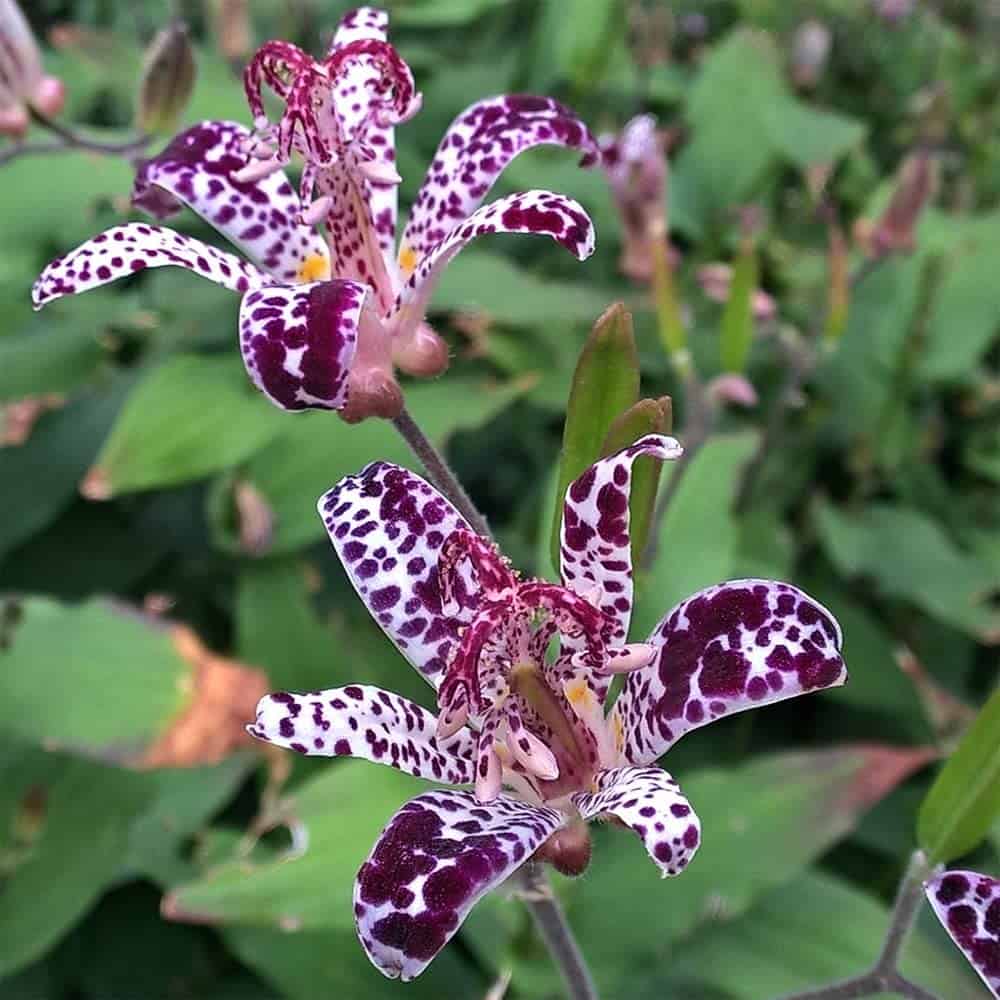 Raspberry Mousse Toad Lily is a among the most popular cold hardy tropical plants