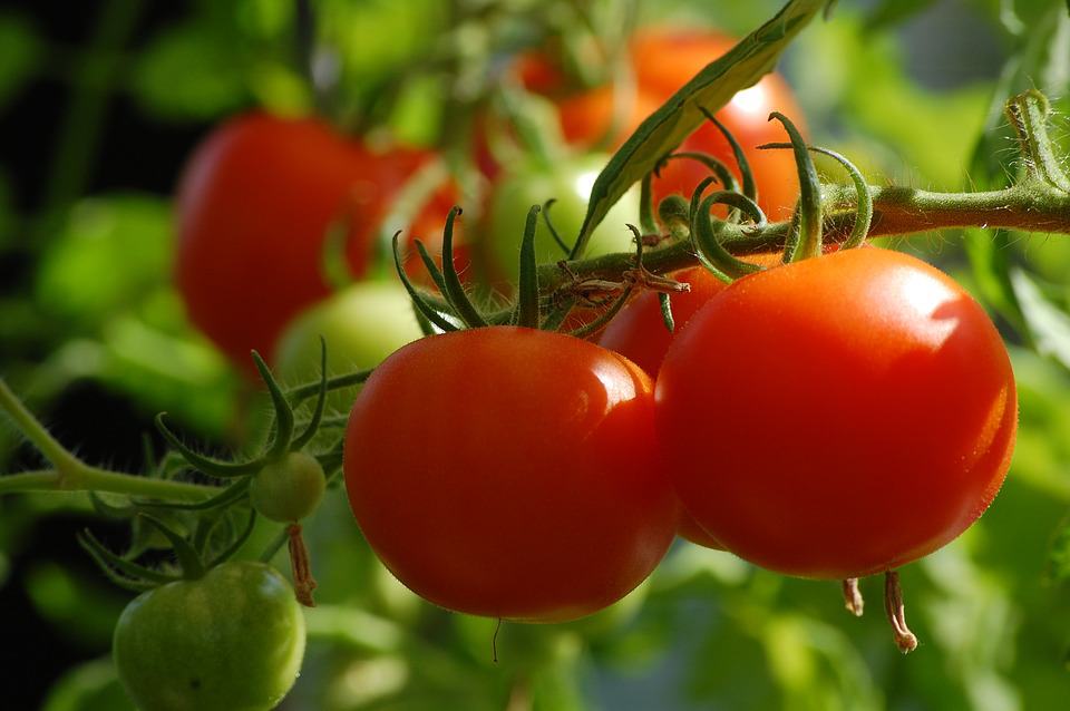 red ripe tomatoes ready to be picked from the plant
