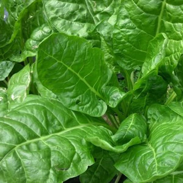 spinach leaves ready to harvest