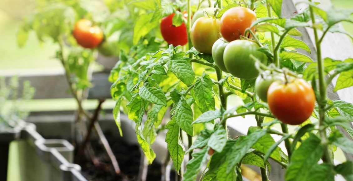 tomato plants are a good choice for container gardening for beginners