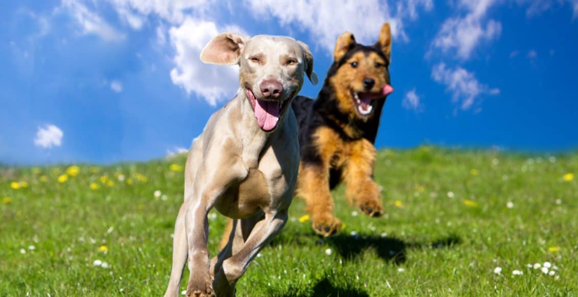 two dogs running through a field and having a wonderful time