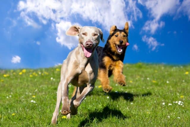 two dogs running through a field and having a wonderful time