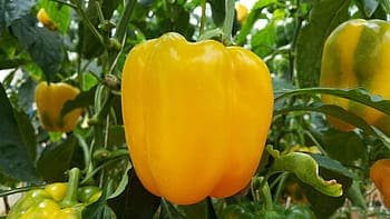 a yellow bell pepper, ready to be picked and eaten