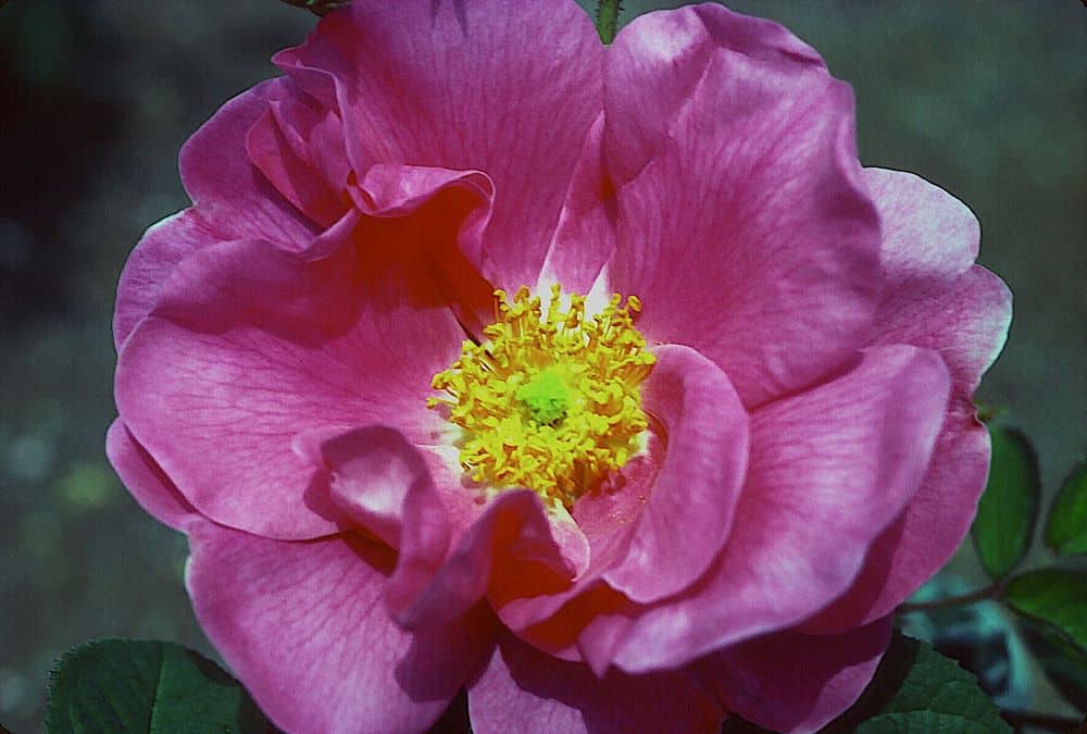 Apothecary rose (Rosa gallica officinalis)