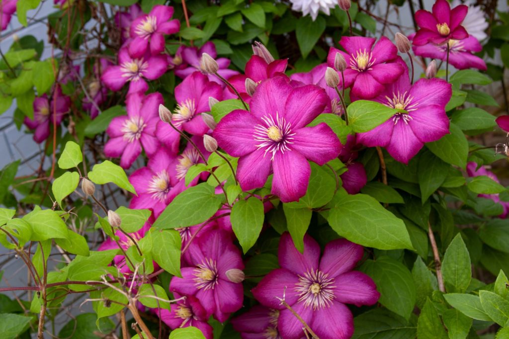 How to Fertilize Clematis (and other flowering plants) - Home, Garden ...