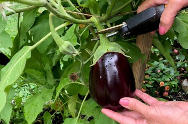 an eggplant is harvested from a square foot garden