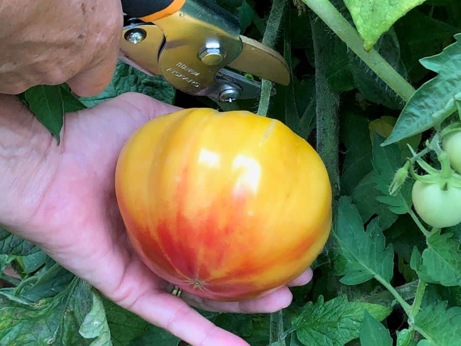 picking a homegrown tomato from the vine