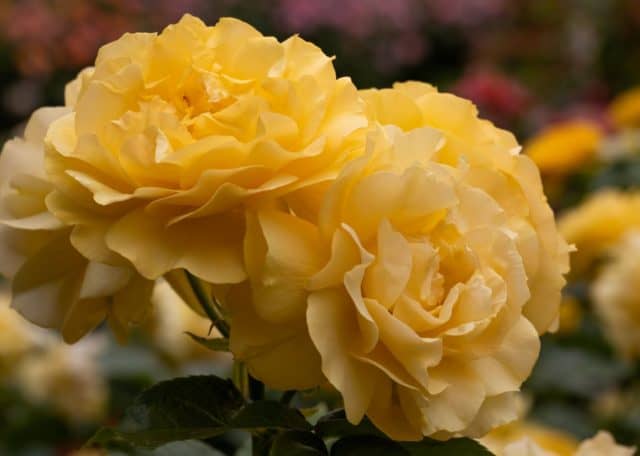julia child rose is one of the best roses for backyard gardens