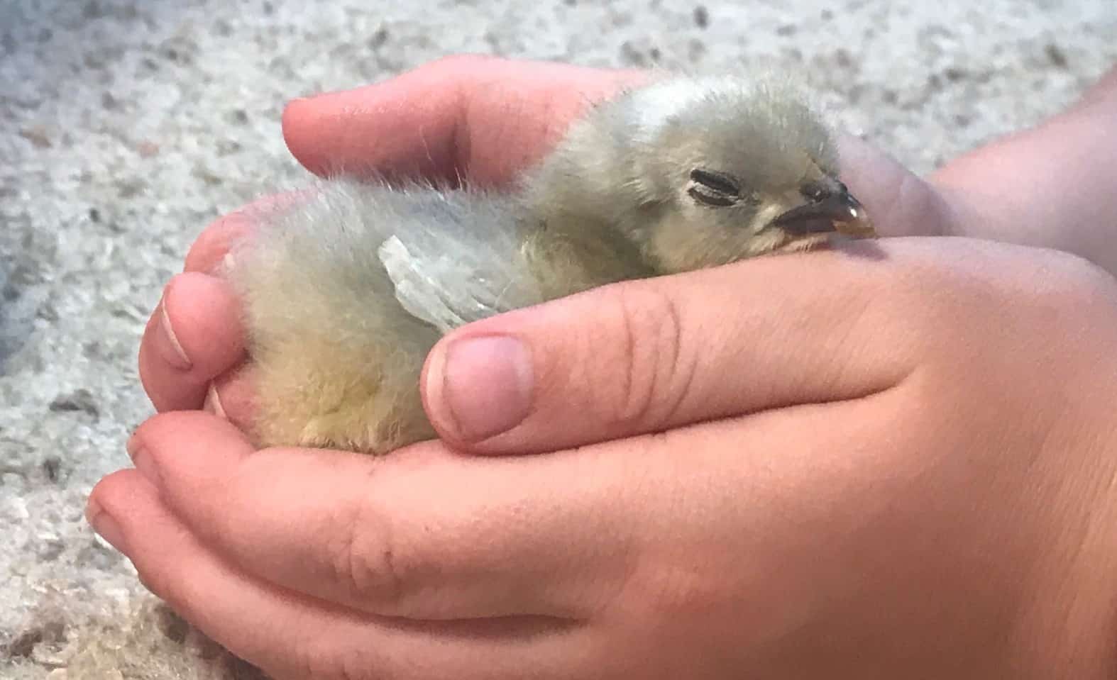 a lavender orpington chick sleeps in a man's hands