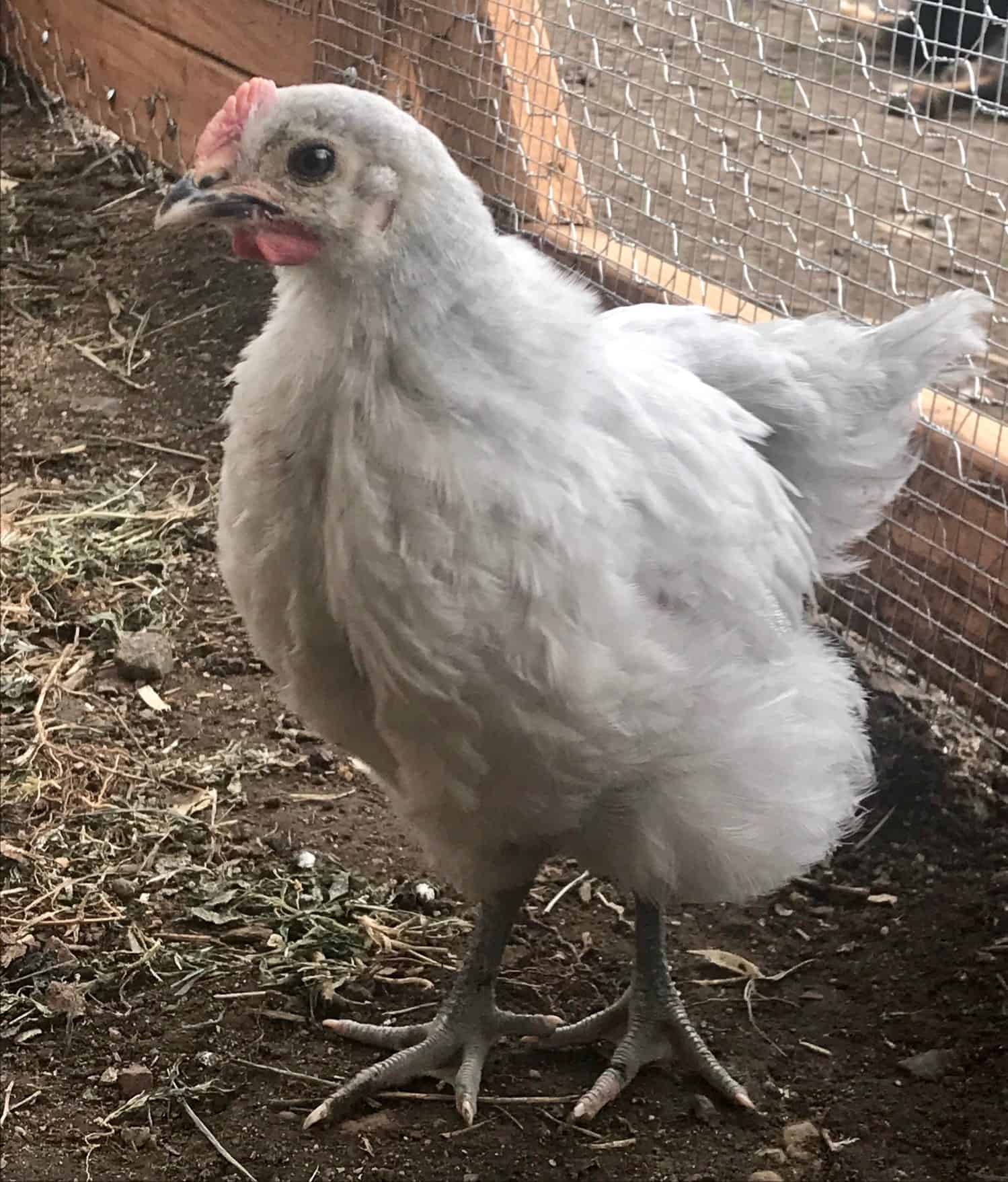 Lavender Orpington Chickens A Perfect Backyard Chicken 