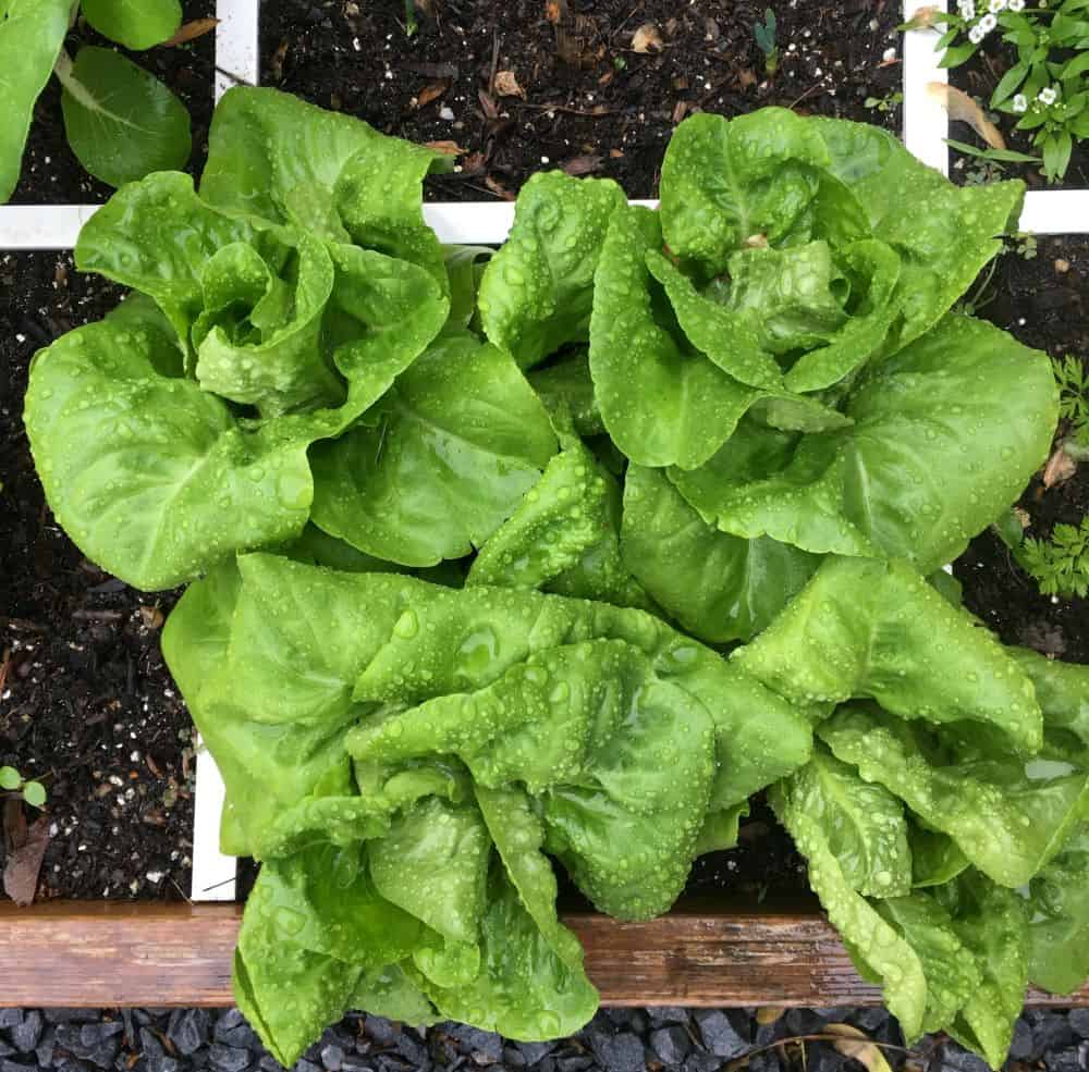 lettuce growing in a square foot gardening garden