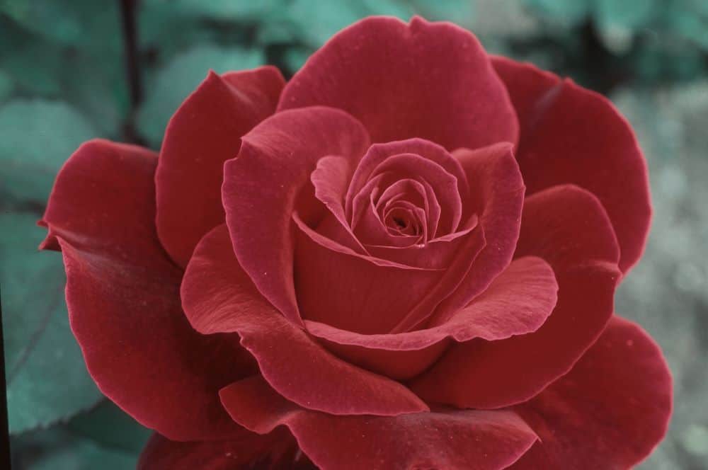 Mister Lincoln rose, best roses for gardens