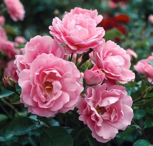Queen Elizabeth grandiflora rose