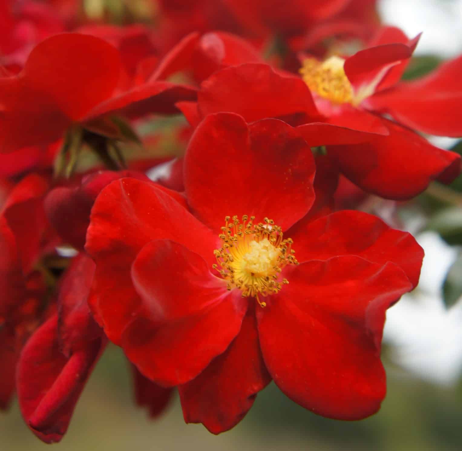 Flower Carpet Red is one of the best roses for backyard gardens