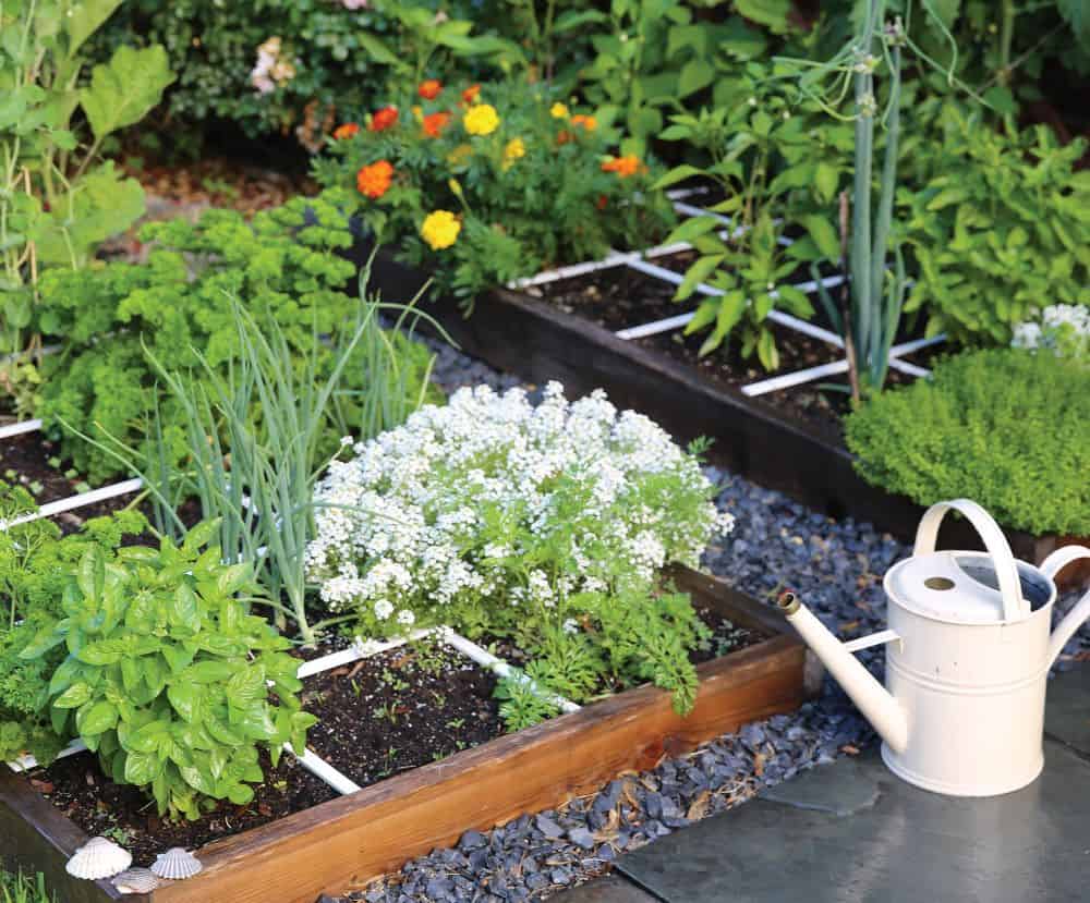 square foot garden at home