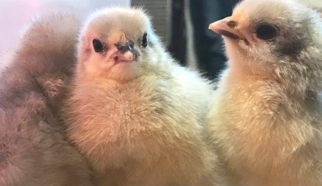 lavender orpington chicks