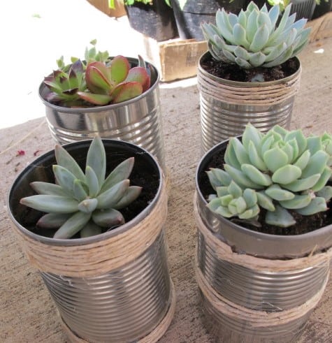 mini indoor garden planted in tin cans