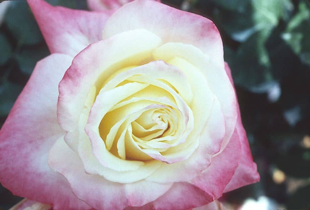 Touch of Class is one of the best roses for backyard gardens