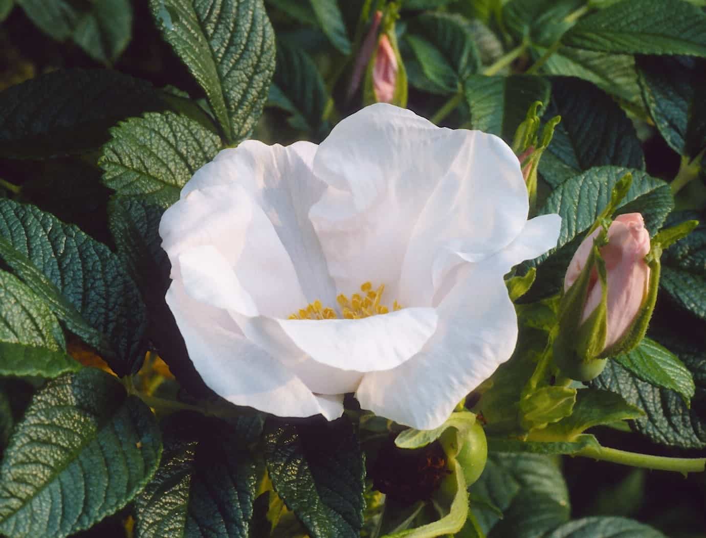 White Beach Rose (Rosa rugosa ‘Alba’)