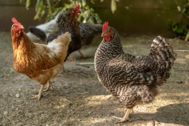 A Beginner’s Guide to Raising Urban Chickens - HG&H