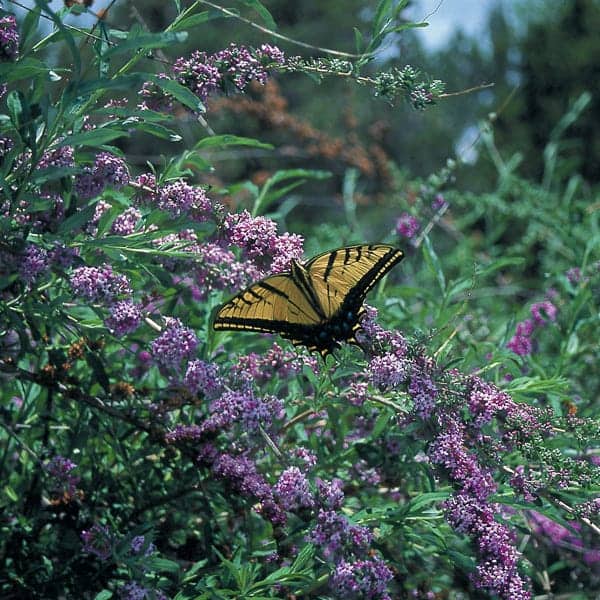 plant a butterfly bush to keep deer from eating landscape plants