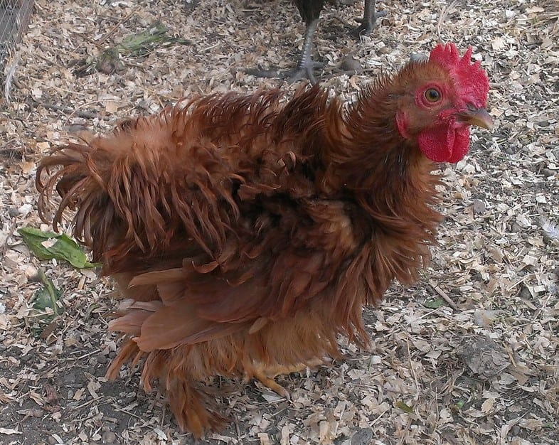 a buff-colored frizzle rooster
