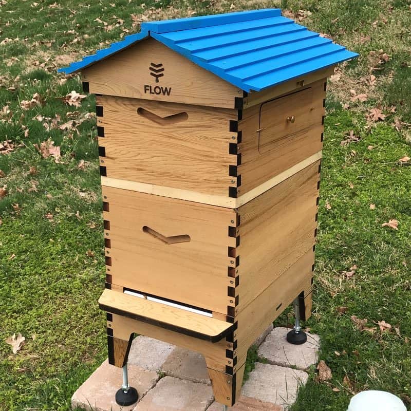 keeping bees in a Flow hive