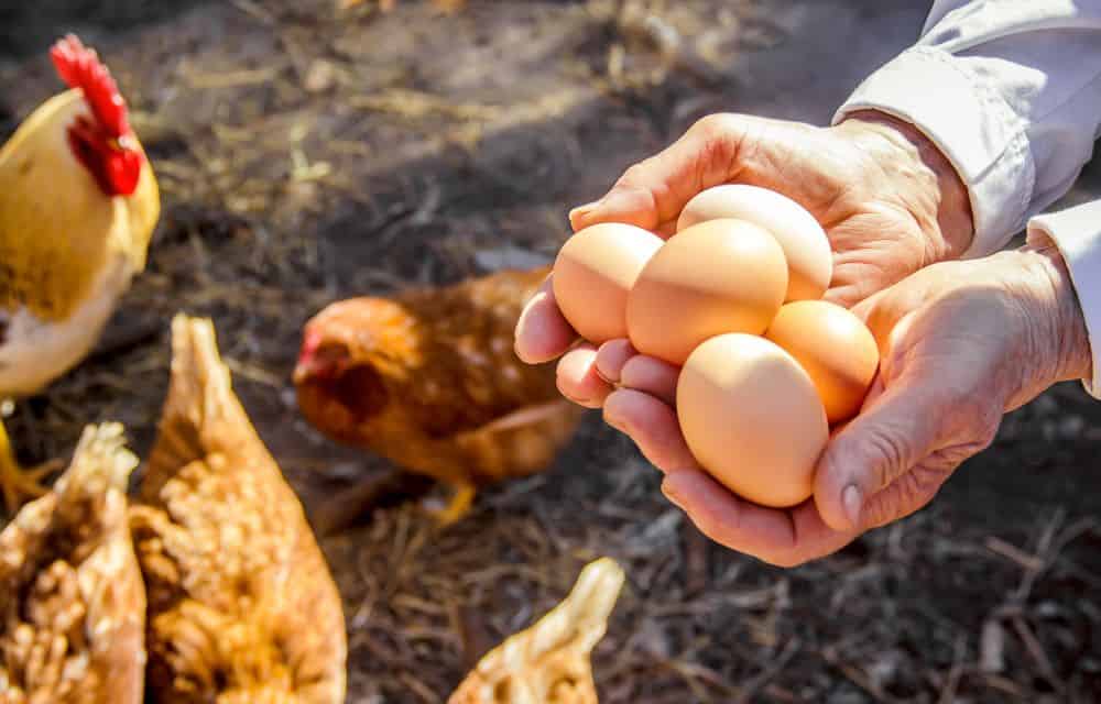 hands holding fresh chicken eggs