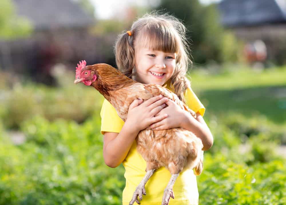 smiling girl holds a chicken