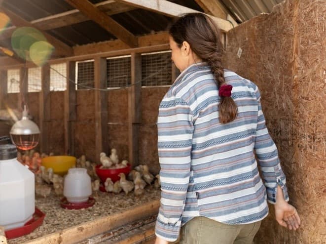 inside a coop used for raising urban chickens