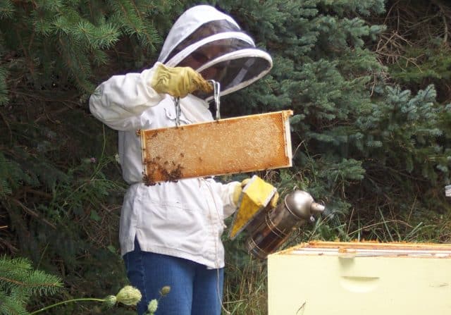 keeping bees and harvesting the honey