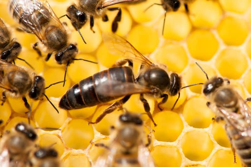 a queen bee on honeycomb