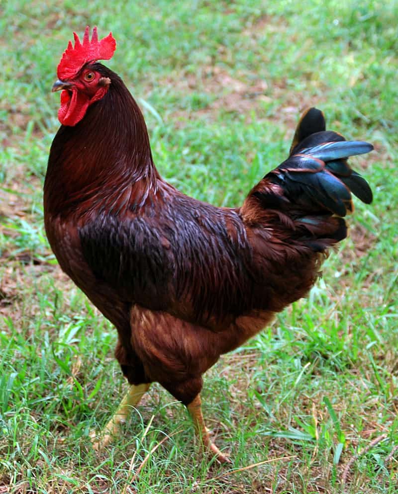 Rhode Island Red is a great breed for raising urban chickens