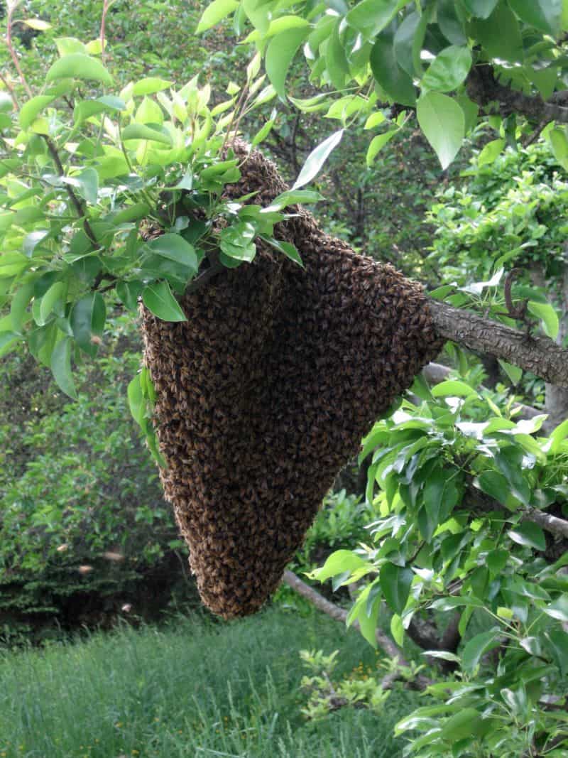 keeping bees sometimes involves capturing a swarm