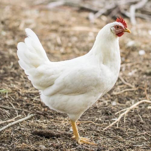 a white leghorn hen for urban chicken keeping