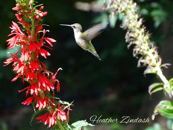 A female Ruby-throated hummingbird feeds on Cardinal Flower.