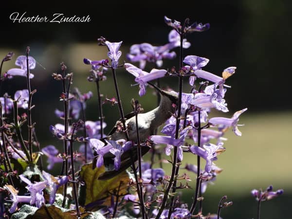 A hummingbird visits a Plectranthus 'Mona Lavender' flowering plant